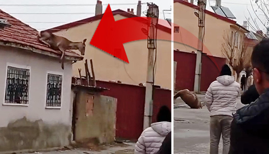 Yerleşim yerine indi, köpeklerden korkup çatıya çıkınca düşerek öldü