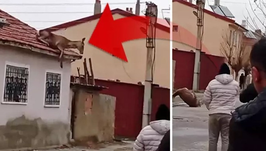 Köpeklerden korkup çatıya çıkan kızıl geyik, düşerek telef oldu