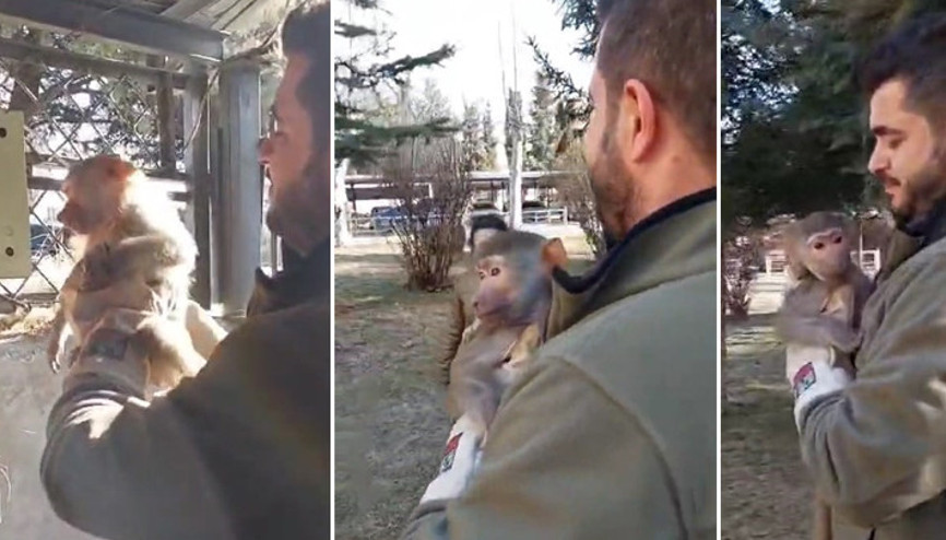 Elazığda yolda yürürken maymun buldu