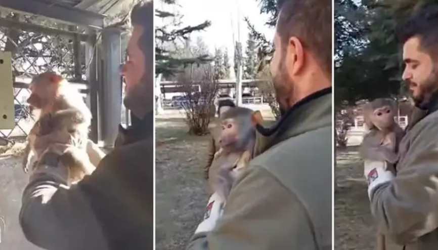 Elazığ’da yolda yürürken maymun buldu