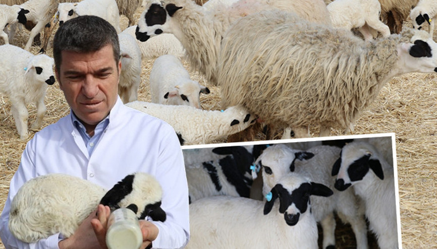 Bu karelere baktıkça bakasınız gelecek: Süt kuzularının anneleriyle buluştuğu anlar kalpleri ısıtıyor