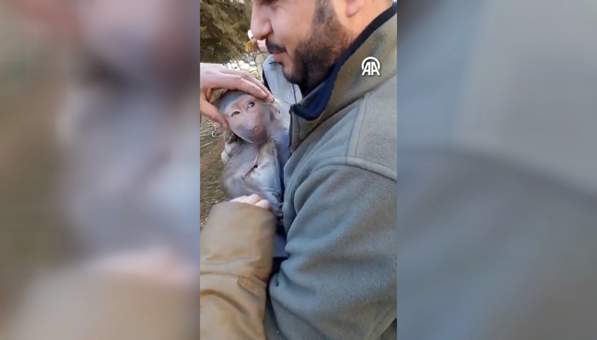 Elazığda bulunan makak maymunu Gaziantepe gönderildi