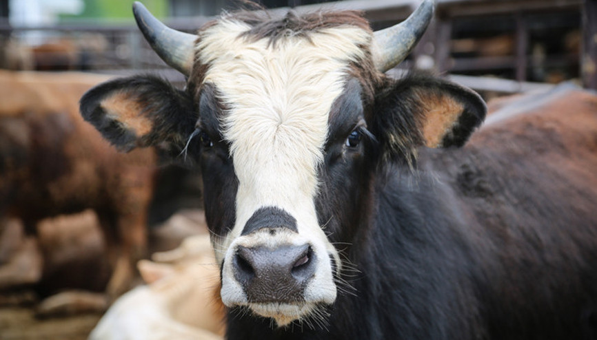 Kurban Bayramı tatili tarihleri 2025 🐑 || Kurban Bayramı 2025 ne zaman, hangi gün başlıyor