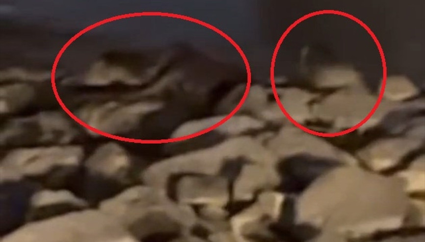 Nesli tükenme tehlikesi altında... 3 su samuru Diyarbakırda görüntülendi