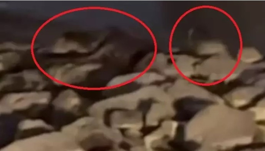 Diyarbakır’da 3 su samuru görüntülendi