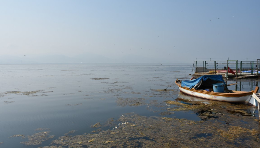 İzmir Körfezini deniz marulu kapladı