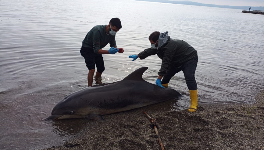 Ölü yunus Sinopta karaya vurdu