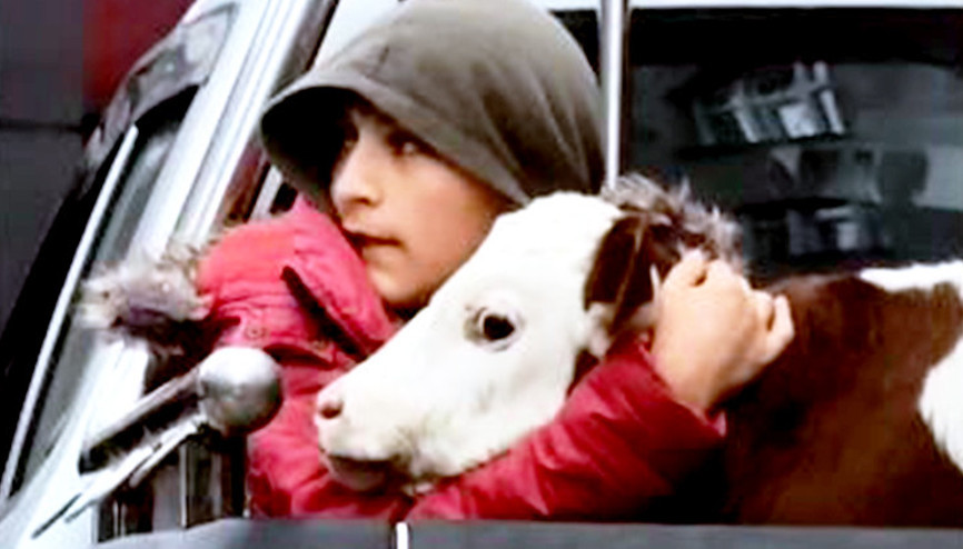 Buzağısı korkmasın diye kamyonette sarıldı