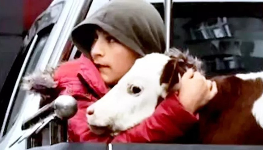 Hasta buzağısı ‘korkmasın’ diye kamyonetin kasasında sarılarak veterinere götürdü