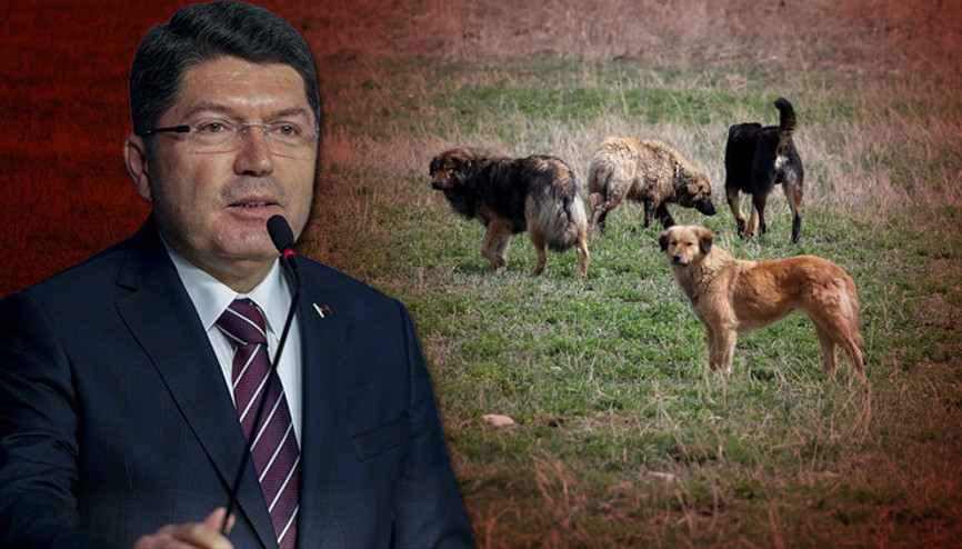 Bakan Tunç duyurdu: Sahipsiz hayvan saldırılarına soruşturma başlatıldı Bakan Tunç duyurdu: Sahipsiz hayvan saldırılarına soruşturma başlatıldı