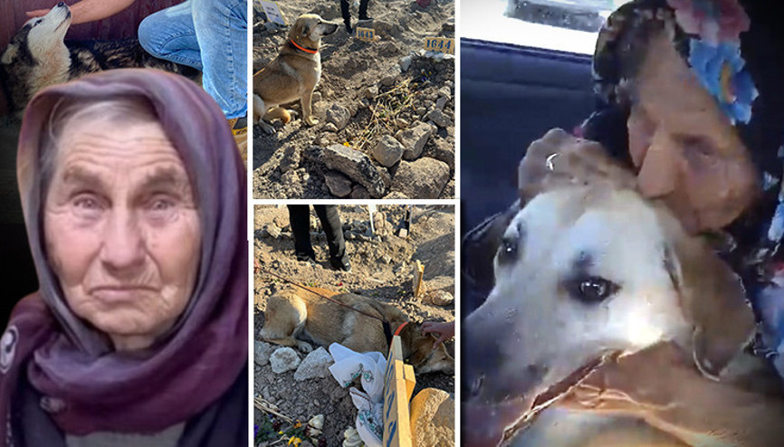 Necla Teyzenin köpekleri sahipsiz bırakılmadı... Bambam Ülker Güleryüzün mezarının başından ayrılmadı Necla Teyzenin köpekleri sahipsiz bırakılmadı... Bambam Ülker Güleryüzün mezarının başından ayrılmadı