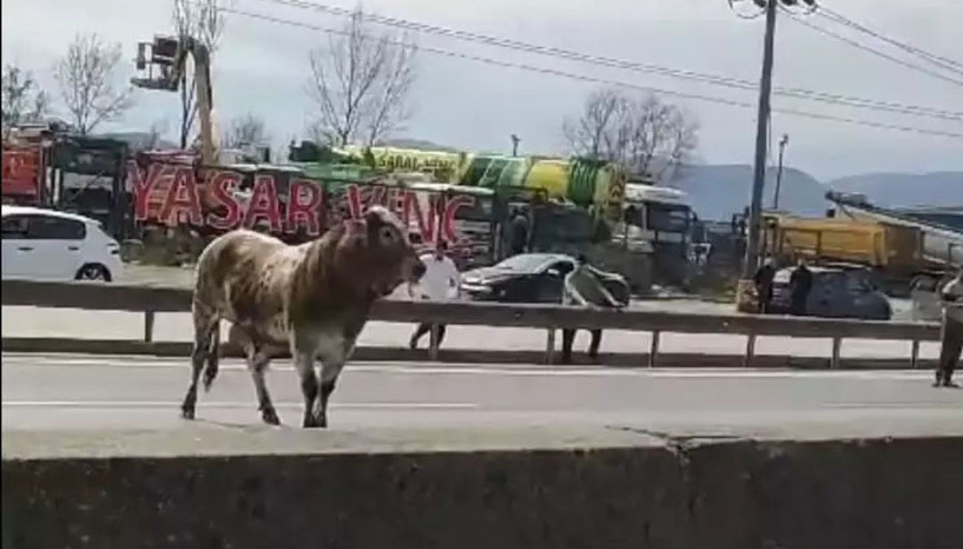 Sahibinin elinden kaçan boğa, trafiği birbirine kattı