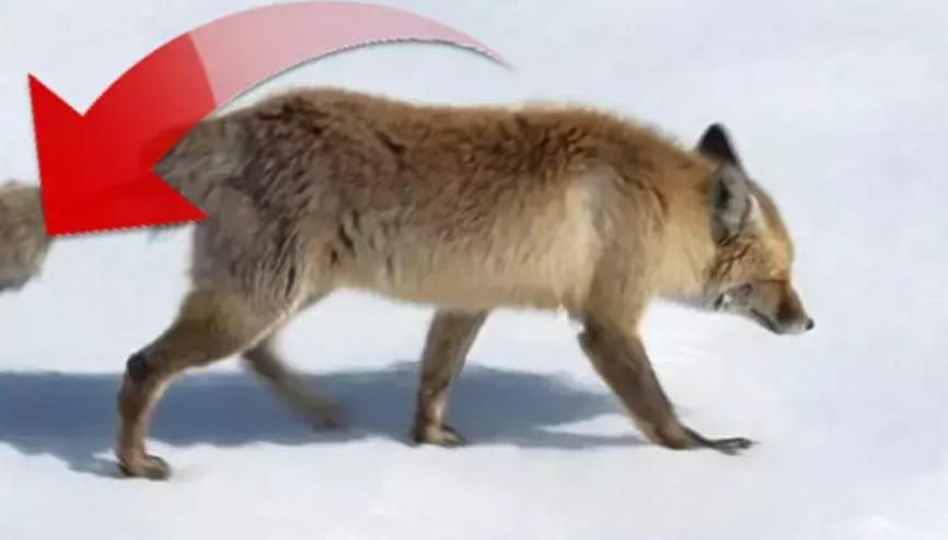 Artvin’de görüntülenen kızıl tilki, ilginç kuyruğuyla dikkat çekti
