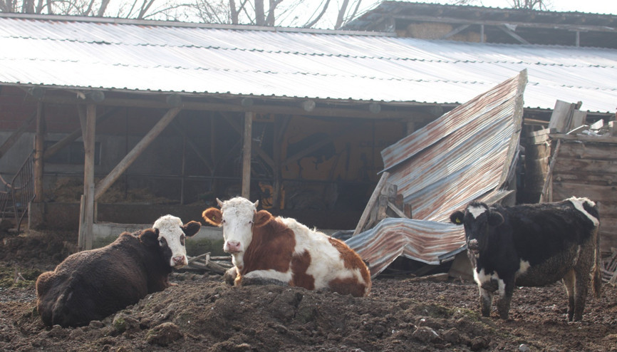 Bolu’da 22 köyde şap karantinası