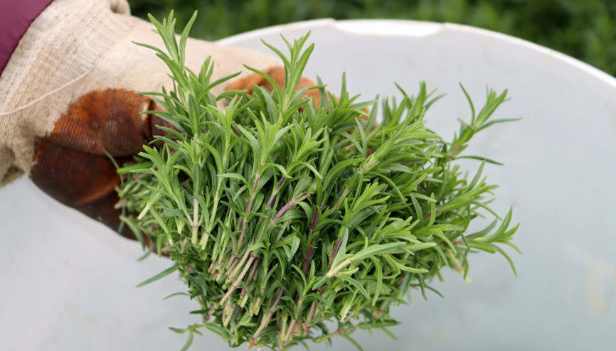 Hatayda zahter hasadı başladı; kilosu 270 lira Hatayda zahter hasadı başladı; kilosu 270 lira