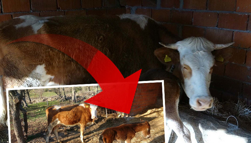 Yol kenarında bitkin bulunca ineklerinin yanına yerleştirdi; daha sonra ahıra girince şaşkına döndü