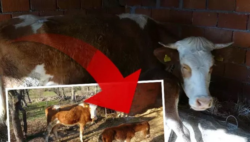 İnek, annesi ölen tayı emziriyor
