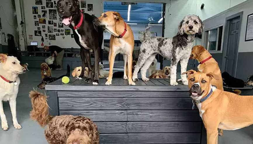 Hastalığı kokudan teşhis edecekler: Doktor köpekler