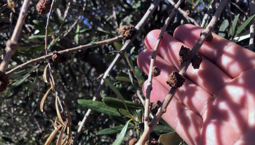 Derikte, zeytin ağaçlarını dal kanserinden korumak için çalışma başlatıldı Derikte, zeytin ağaçlarını dal kanserinden korumak için çalışma başlatıldı