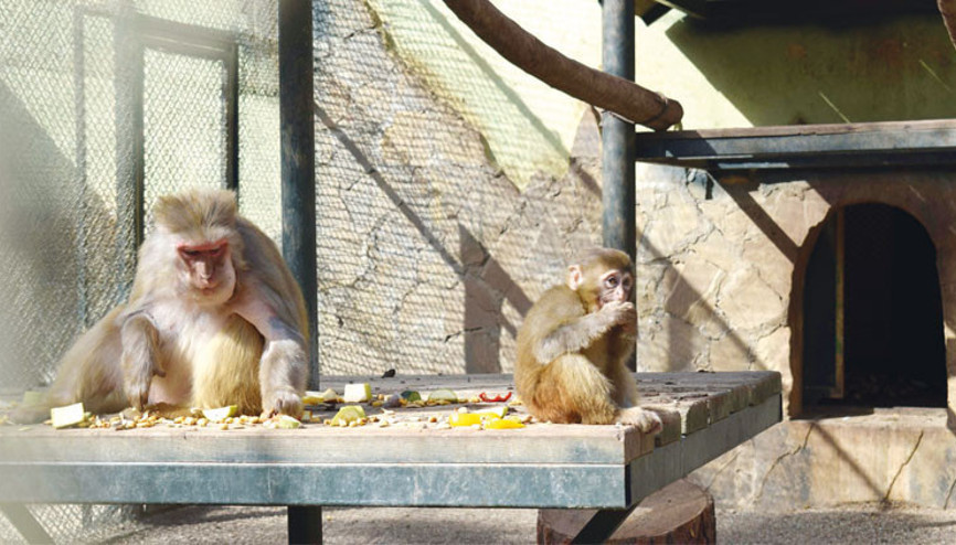 ‘Fıstık’ artık yeni ailesiyle