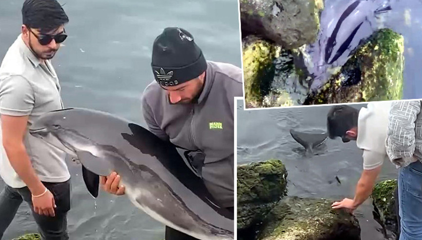 İstanbulda kıyıya vuran yavru yunusu sahildekiler kurtardı