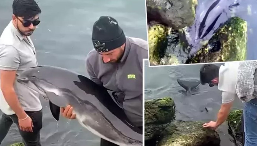 Avcılar’da kıyıya vuran yavru yunusu sahildekiler kurtardı