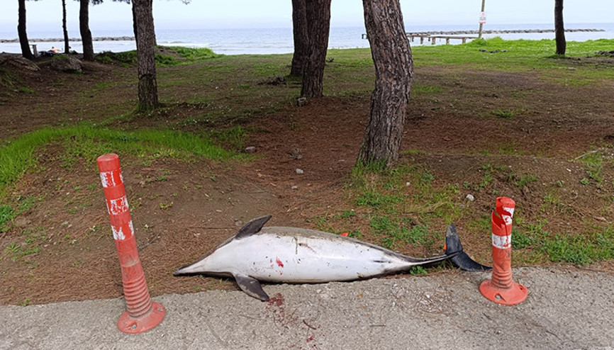 Ölü yunus sahile vurdu