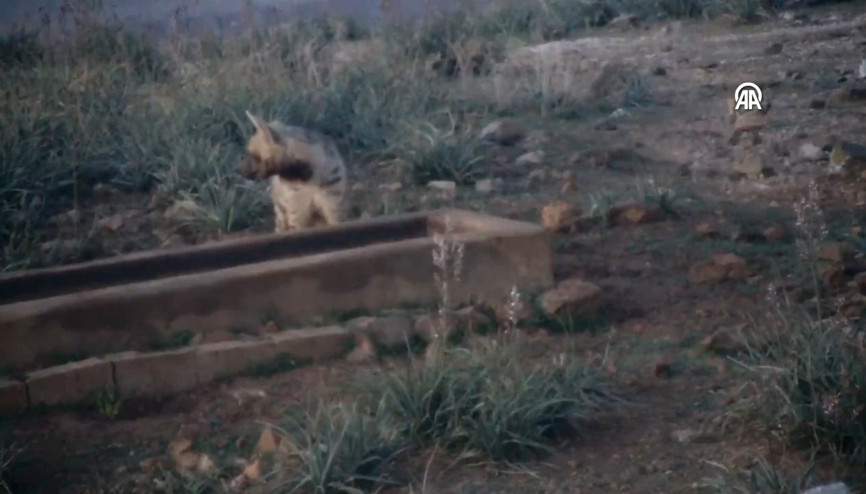 Nesli tükenme tehlikesi altındaki çizgili sırtlan görüntülendi