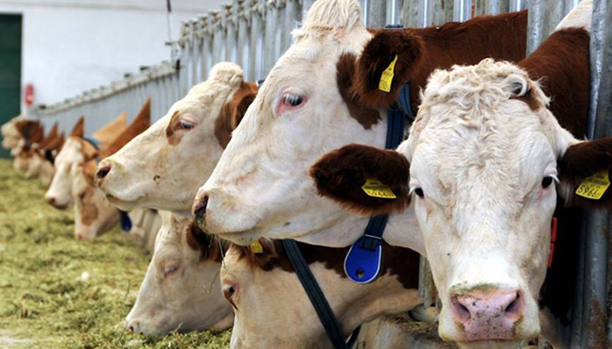 Avusturya 5 Nisan’da sınırları kapatıyor