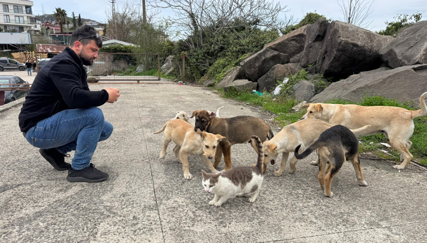 Kedi ve köpekler birlikte karnını doyuruyor
