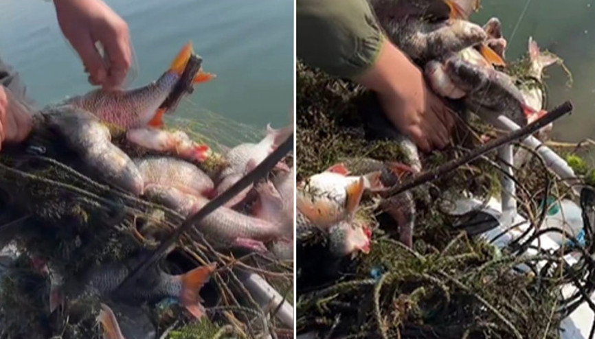 Sapanca Gölünde balık katliamı