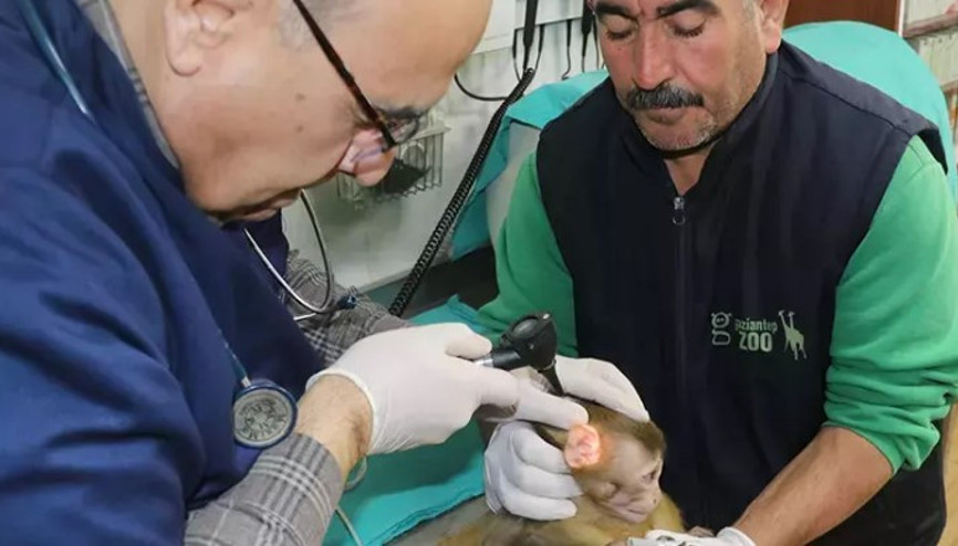 Sınırda ele geçirilen 2 maymun, Gaziantep Hayvanat Bahçesi’ne getirildi