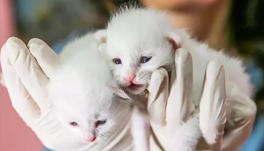 Van kedileri, 2025’in ilk yavrularını dünyaya getirdi