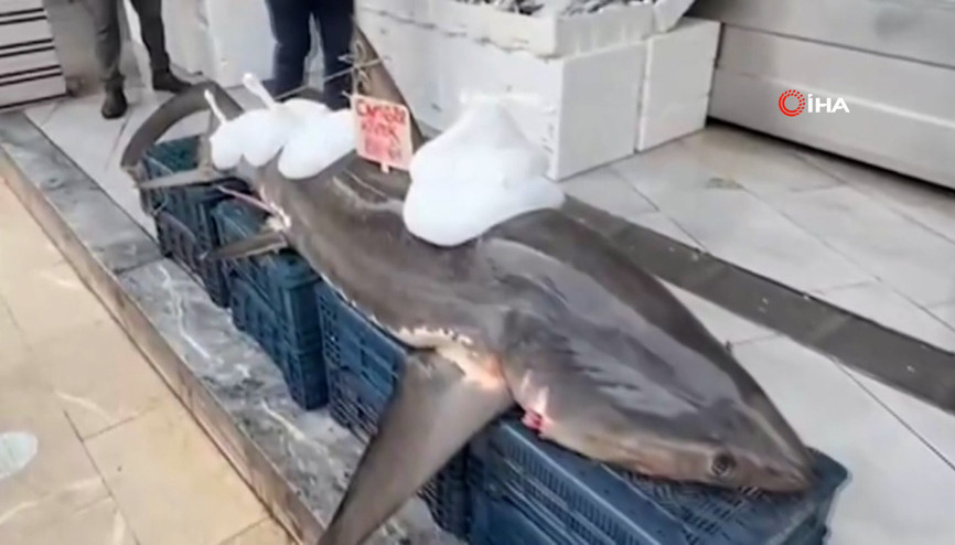 Yakalanan köpek balığı kanser hastalarına dağıtıldı Yakalanan köpek balığı kanser hastalarına dağıtıldı