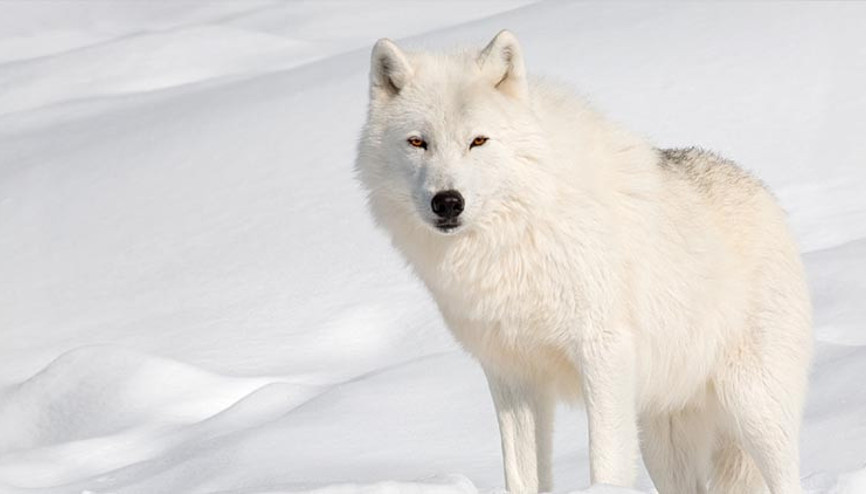Bilim dünyasında tarihi başarı: 12 bin yıl önce nesli tükenen ulukurtlar yeniden yaratıldı