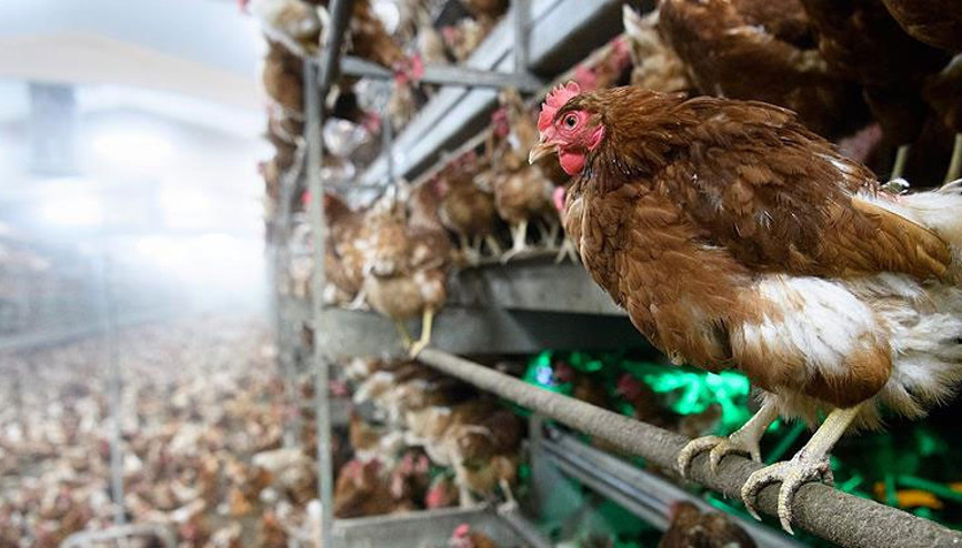 Meksikada kuş gribine bağlı ilk ölüm vakası: 3 yaşında kız çocuğu yaşamını yitirdi