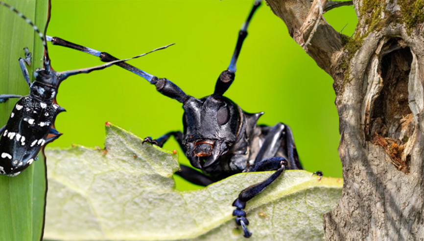 Bu böcek kırmızı bültenle aranıyor Bakanlık harekete geçti.. Önlem alınmazsa ciddi sonuçlar doğuracak