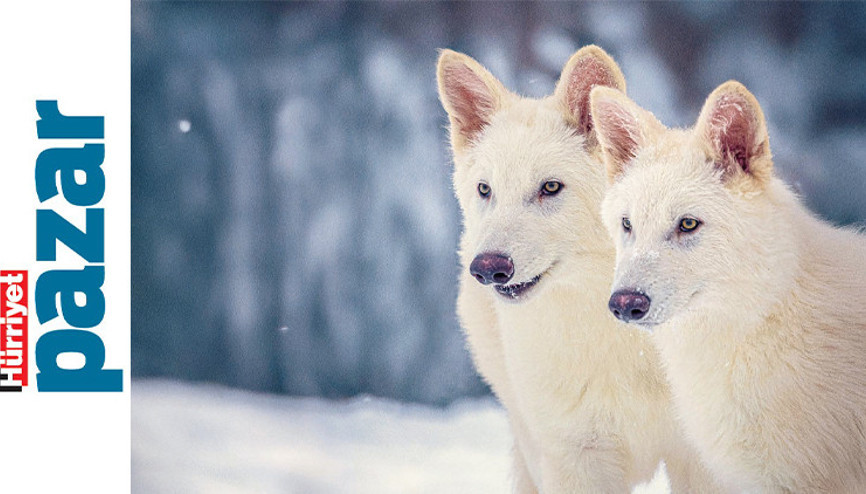 Ulukurtlar geri döndü, köpekbalıkları konuştu Ulukurtlar geri döndü, köpekbalıkları konuştu