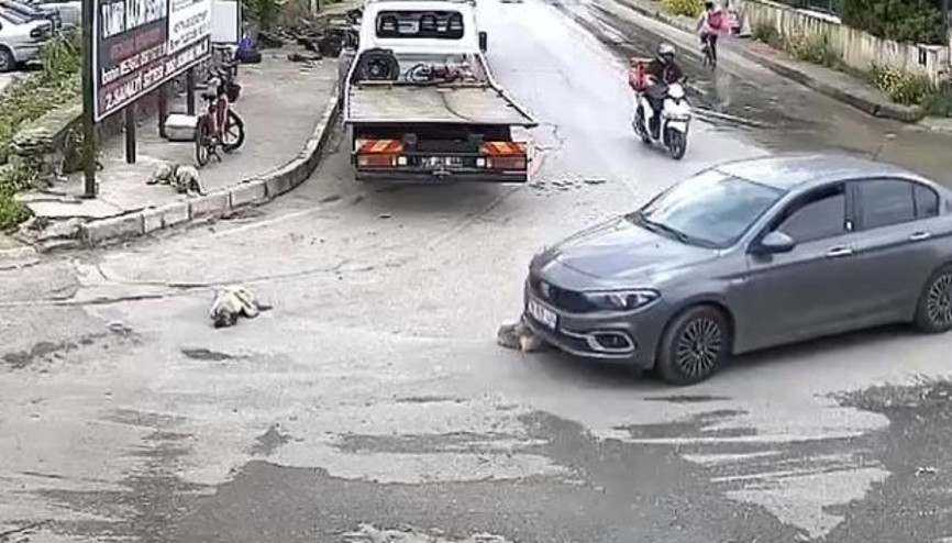 Büyük vicdansızlık Yolda yatan köpeğin üzerinden geçti