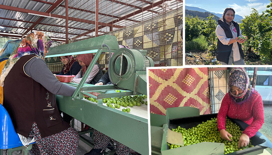 Neredeyse sevmeyeni yok İlk hasadında kilosu 8 bin liraydı, şimdi 450 liraya satılıyor