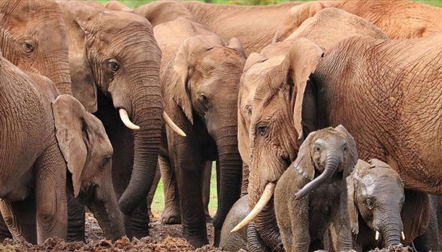 Hayvanat bahçesindeki filler deprem anında güvenlik çemberi oluşturdu