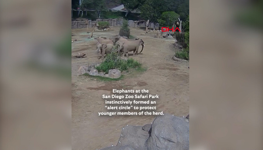 Deprem sırasında dikkat çeken görüntü: Filler, ‘uyarı çemberi’ oluşturdu