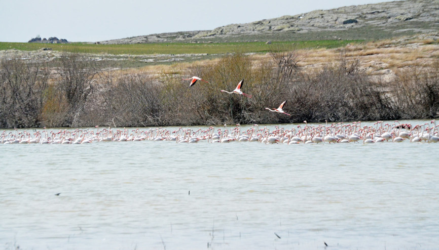 Tuz Gölü’nde flamingo şöleni