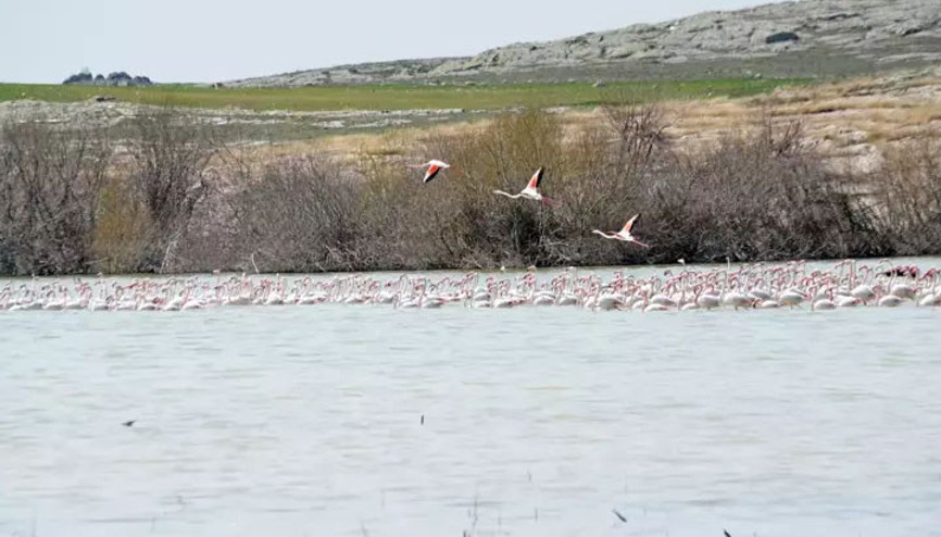 Tuz Gölü’nde flamingo şöleni