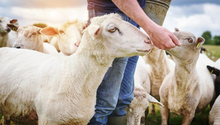 Mavi dil hastalığı nedir, bulaşıcı mı Datçada mavi dil alarmı Mavi dil hastalığı belirtileri ve tedavisi