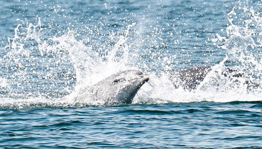 İstanbulda yunusların hayran bırakan gösterisi