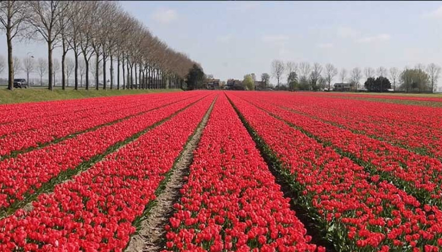 Lale cennetinde bahar başladı...Keukenhof ziyaretçileri büyülüyor