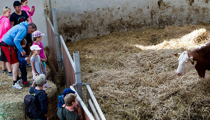 İsveç’te halk çiftliklere koştu