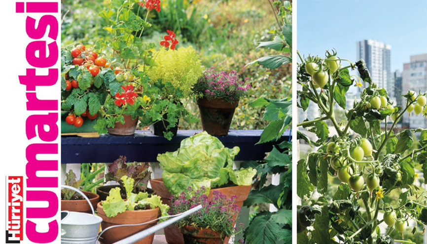 Şehirde ferahlık: Permakültür