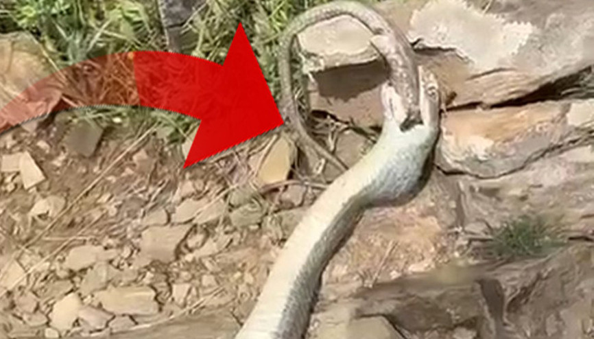 Doğanın çarpıcı yüzü Çok ender rastlanan bir olay... Yürüyüş yaparken fark ettiler: İki yılan böyle görüntülendi Doğanın çarpıcı yüzü Çok ender rastlanan bir olay... Yürüyüş yaparken fark ettiler: İki yılan böyle görüntülendi
